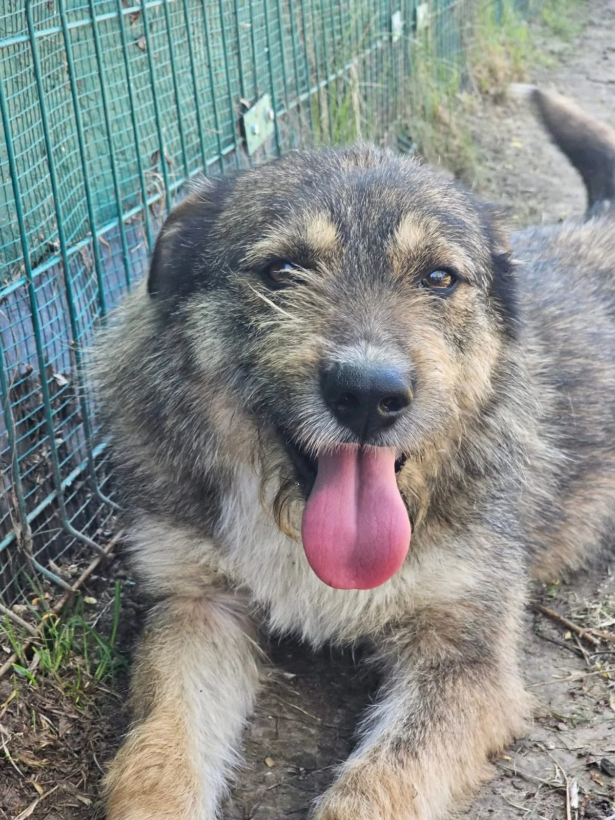 Francis — dog for adoption