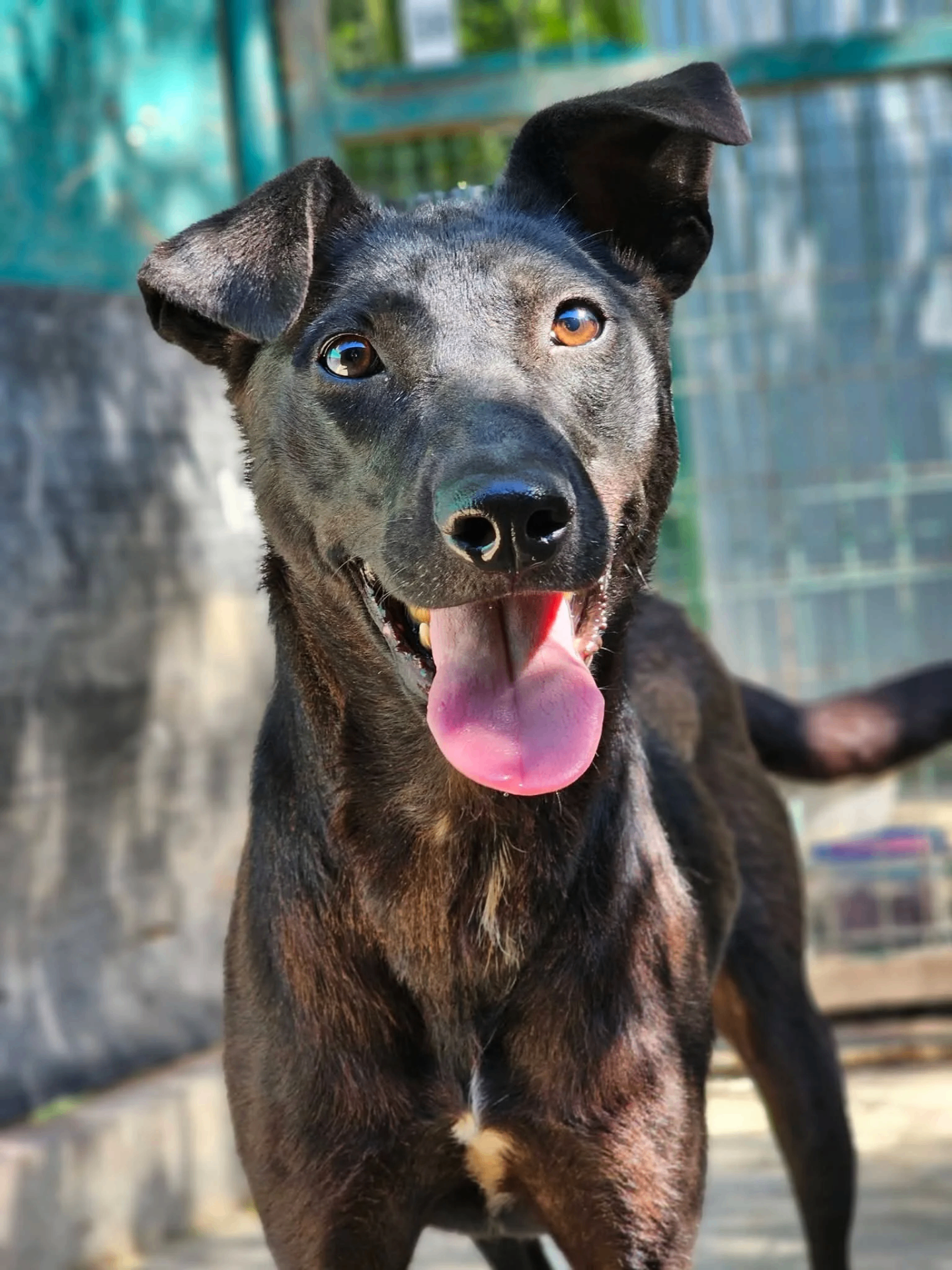 Rescued puppy waiting for a temporary home