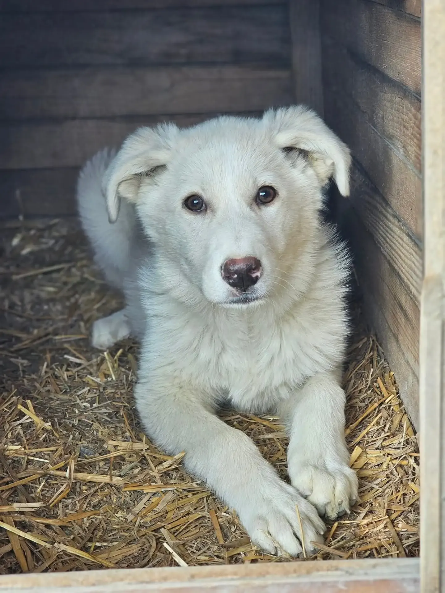 Batida — dog for adoption