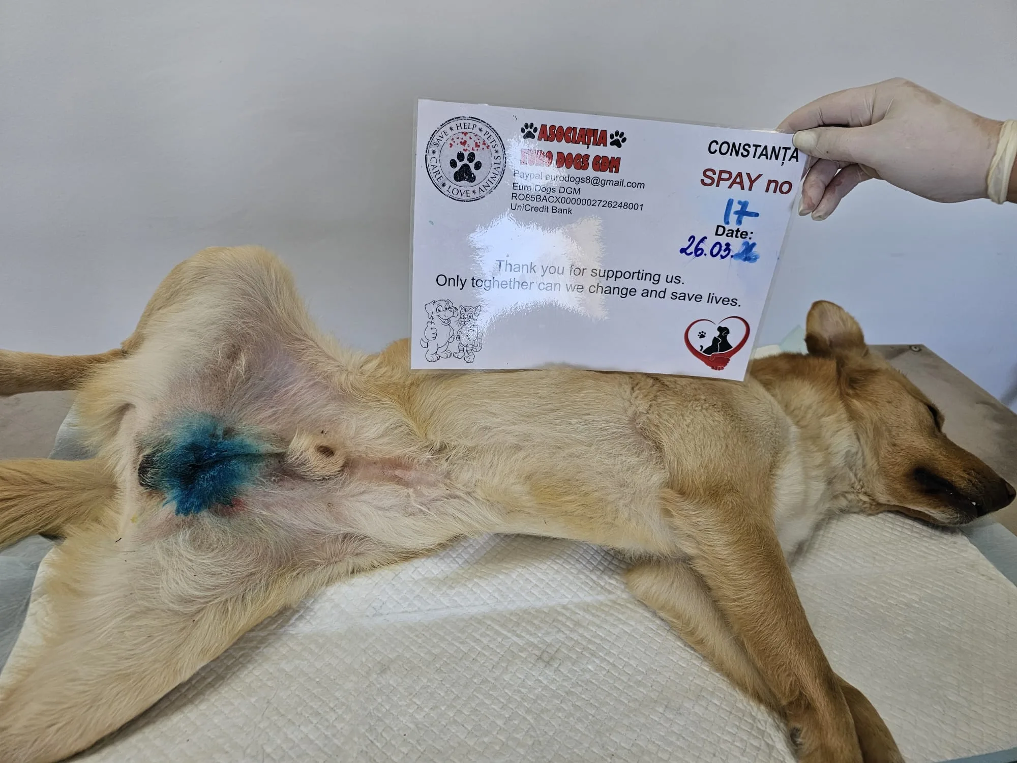 Sterilizare 17 — 26.03.2026