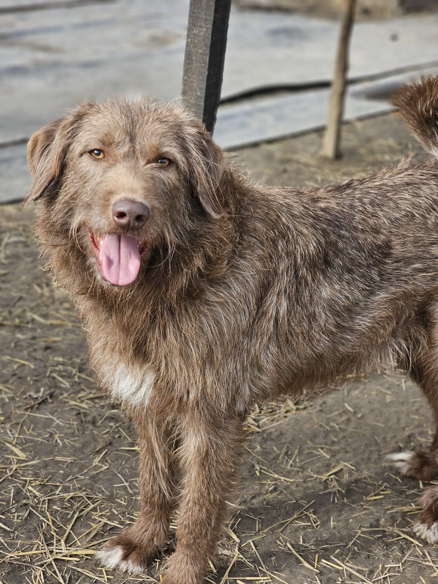Mothou — dog for adoption