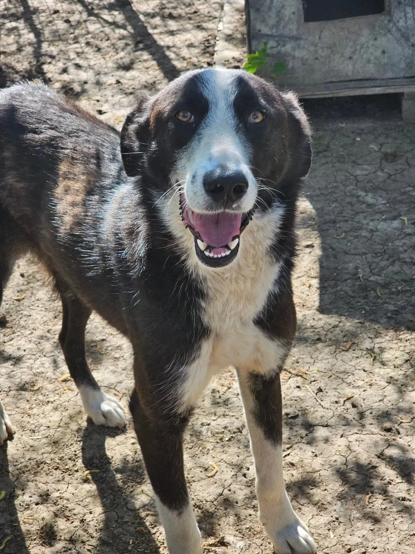 Mexx — dog for adoption