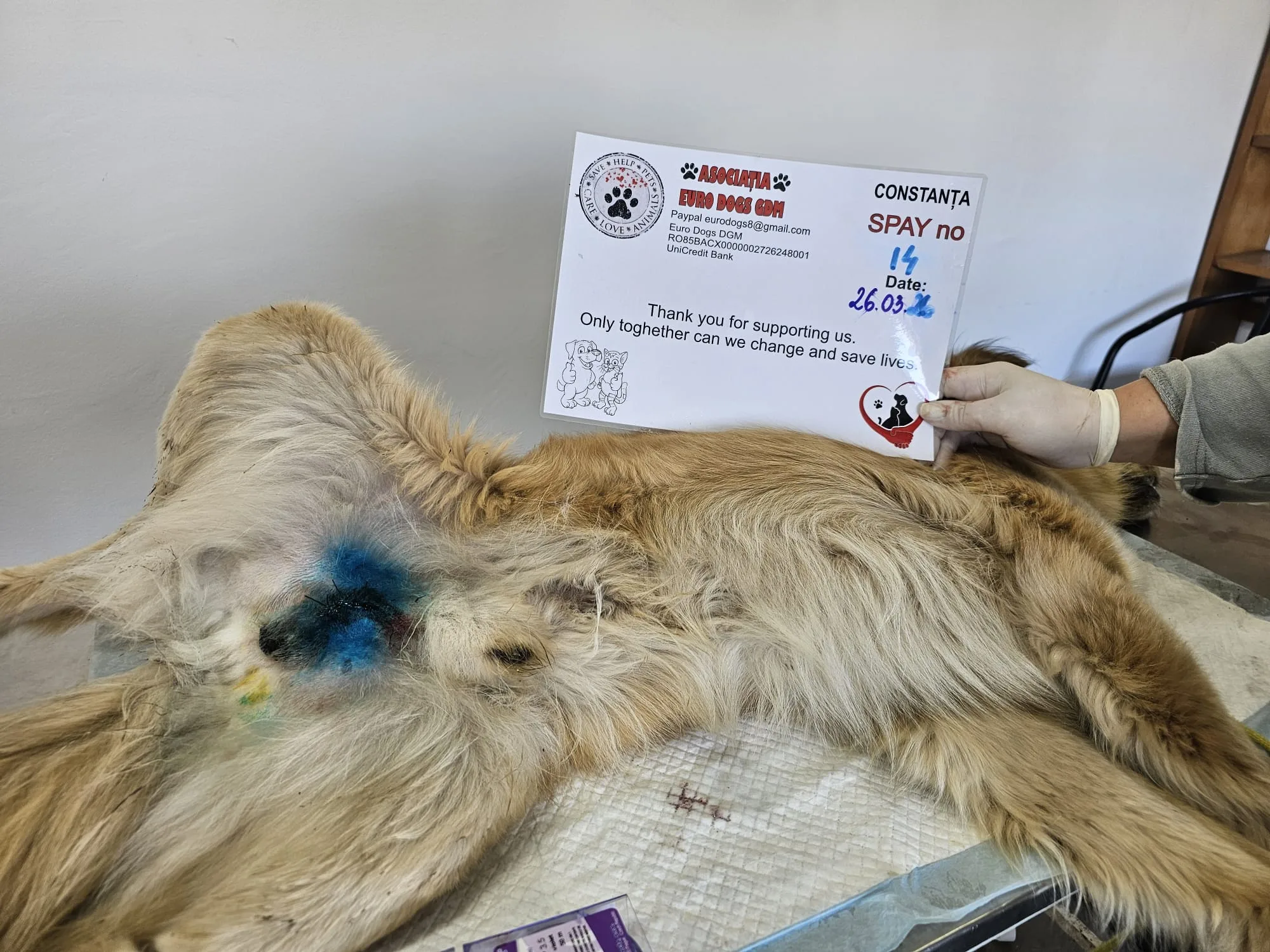 Sterilizare 14 — 26.03.2026