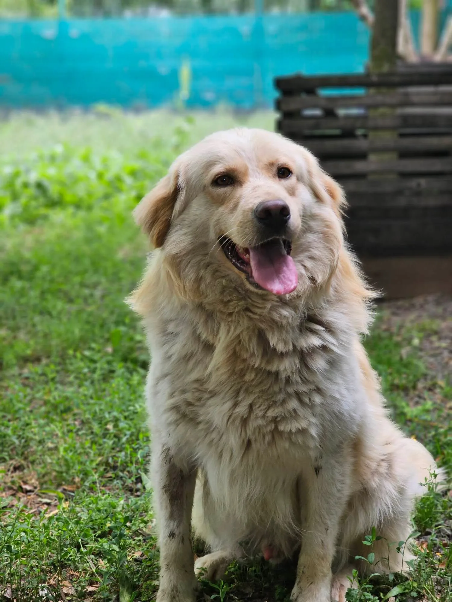 Passionate about dogs' lives