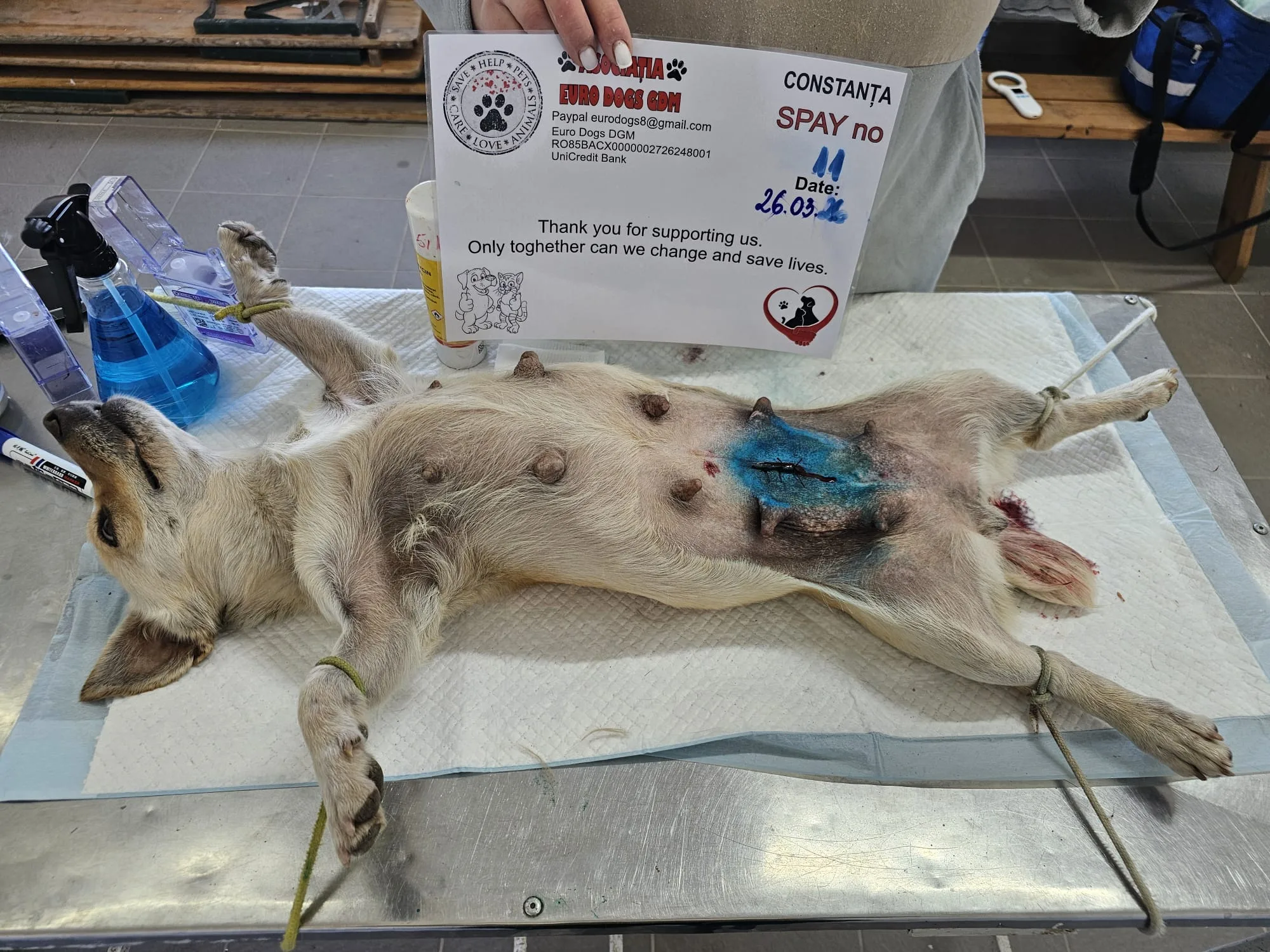 Sterilizare 11 — 26.03.2026
