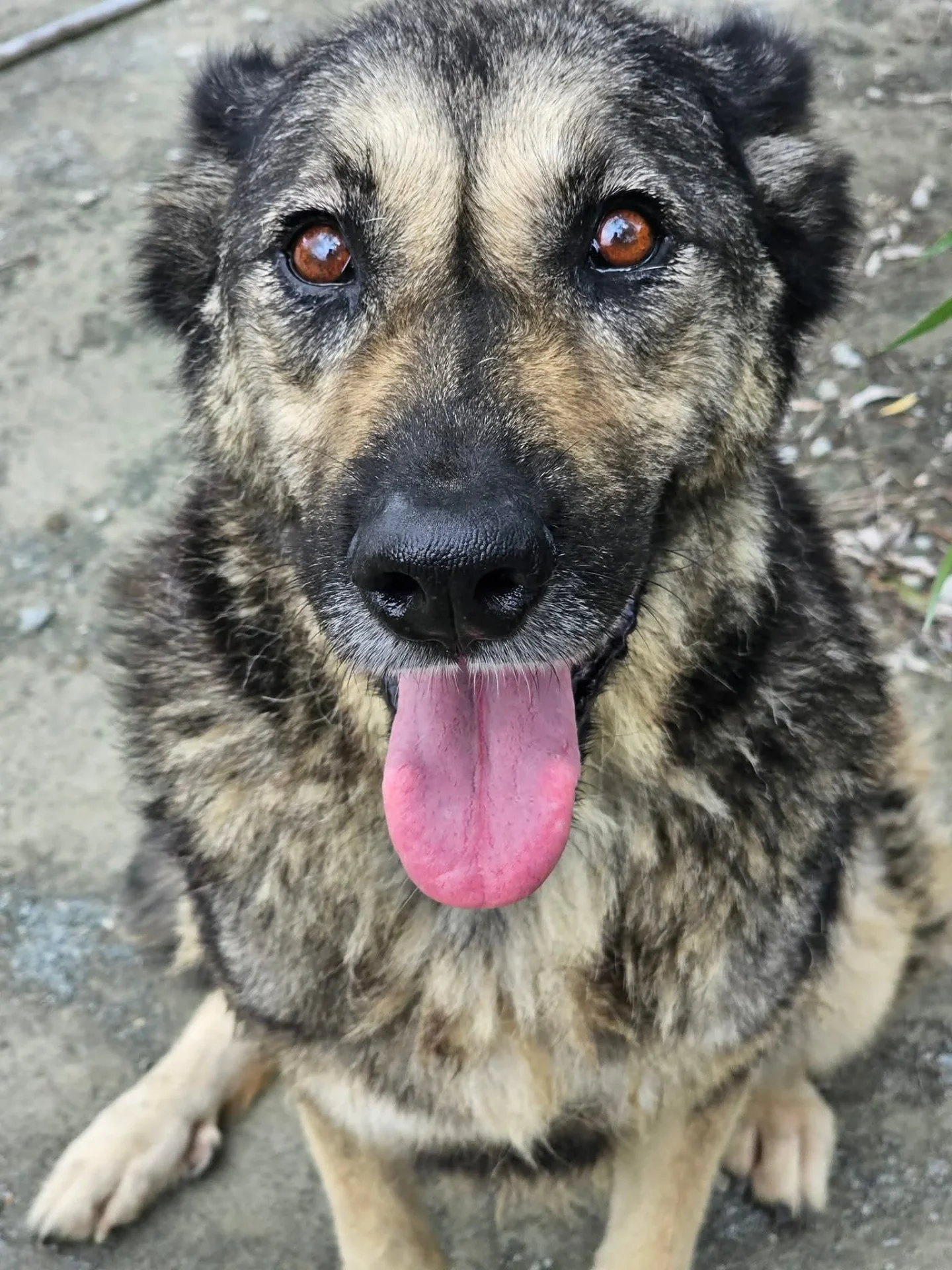Hazel — dog for adoption