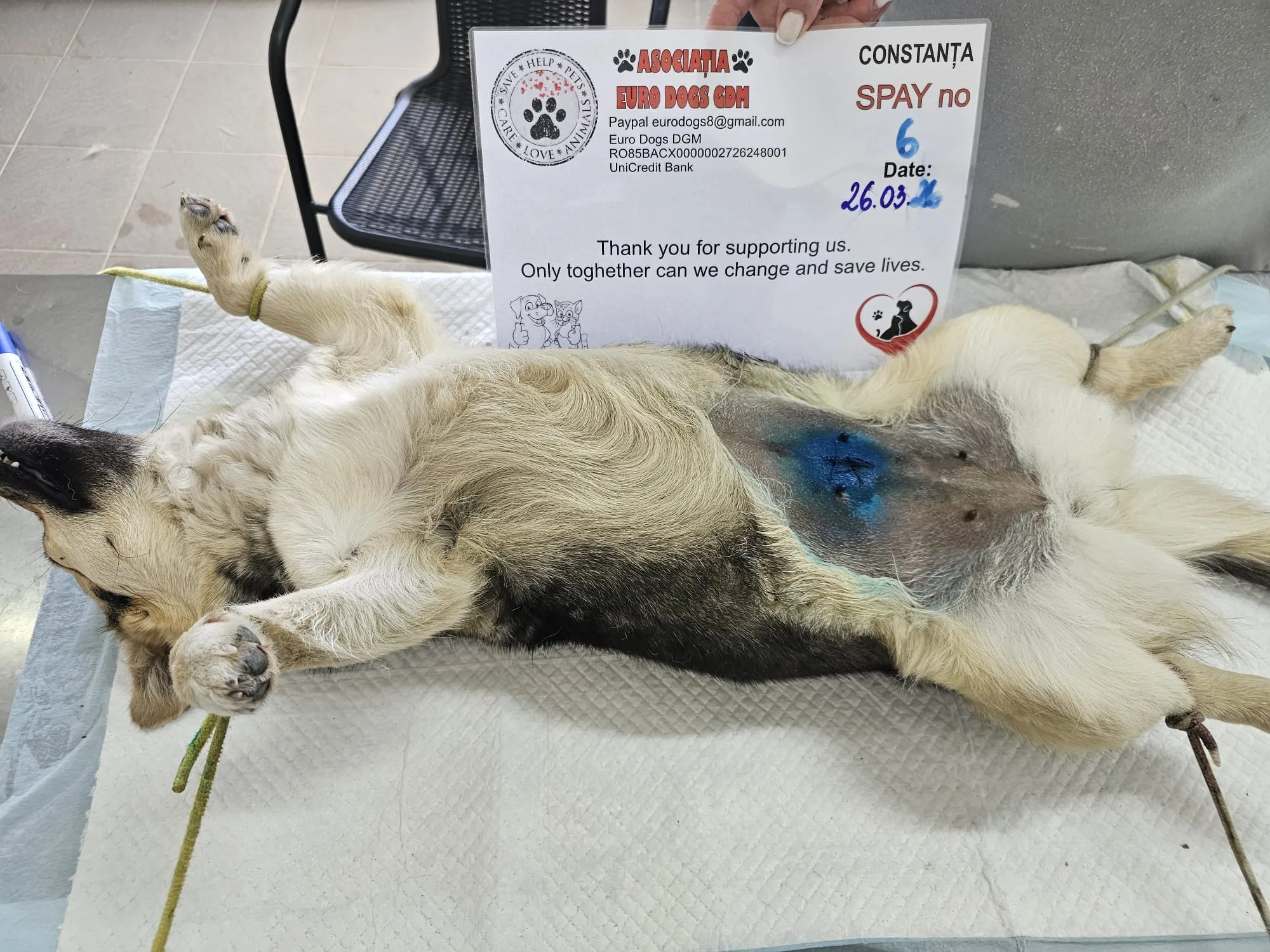 Sterilizare 6 — 26.03.2026