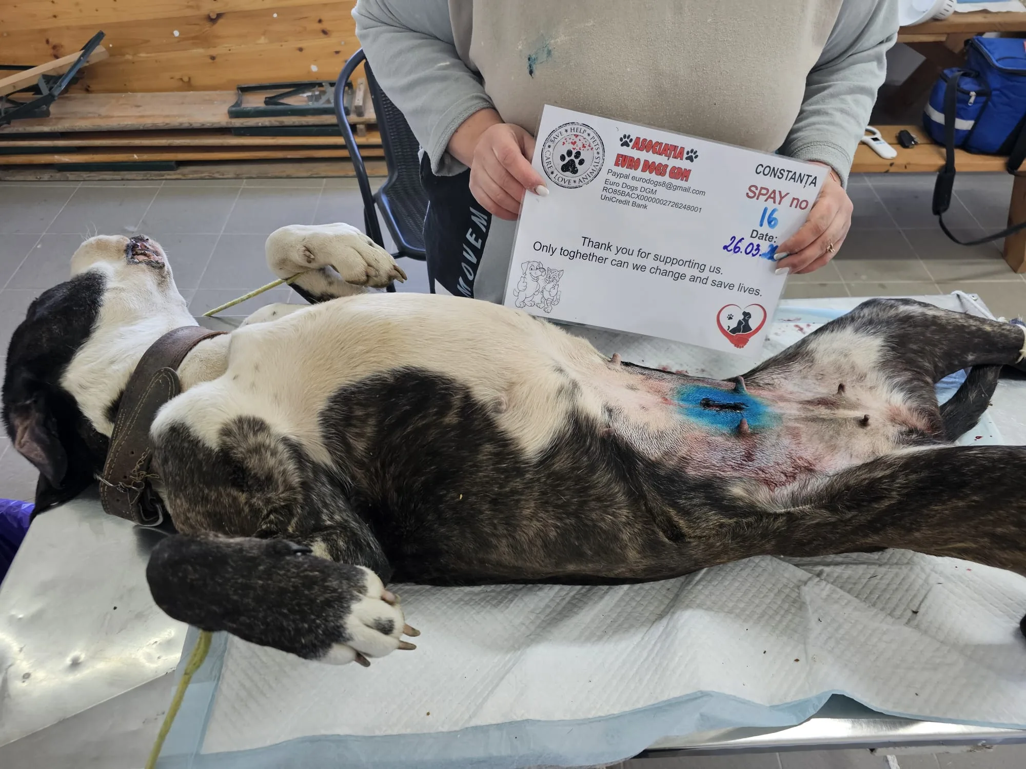Sterilizare 16 — 26.03.2026