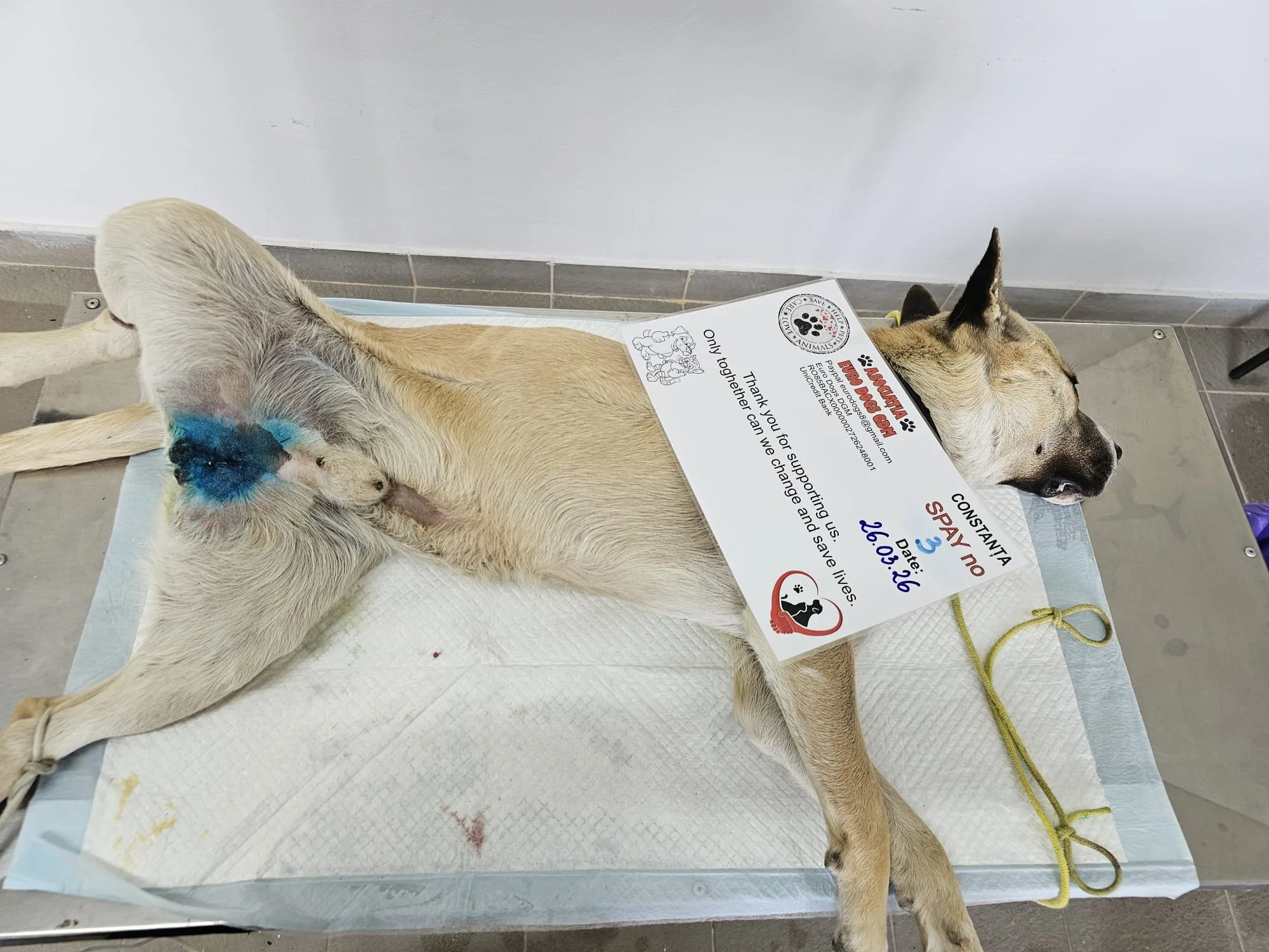Sterilizare 3 — 26.03.2026