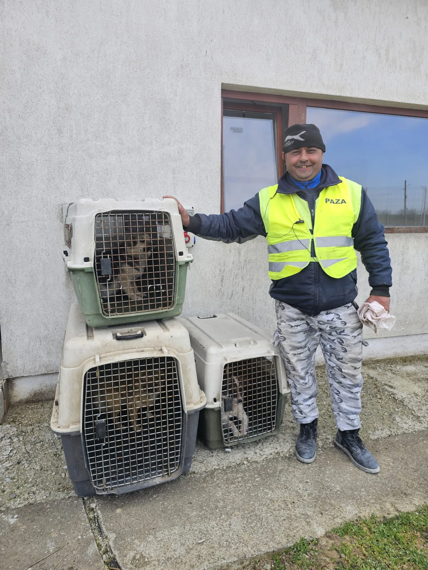 Voluntar din echipa de pază ajutând la transportul animalelor aduse pentru sterilizare