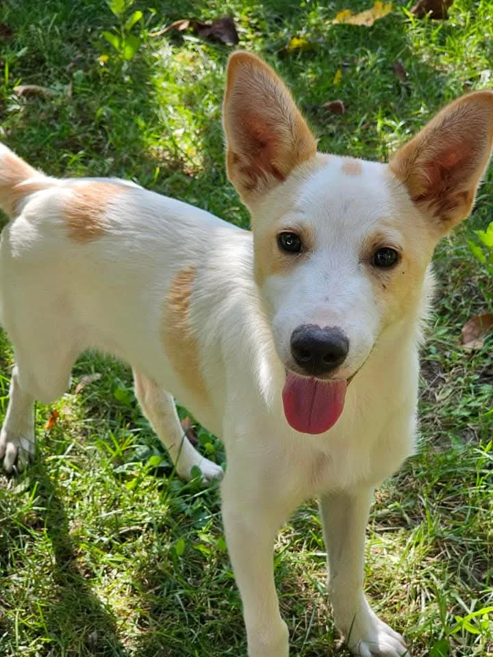 Zippy — dog for adoption