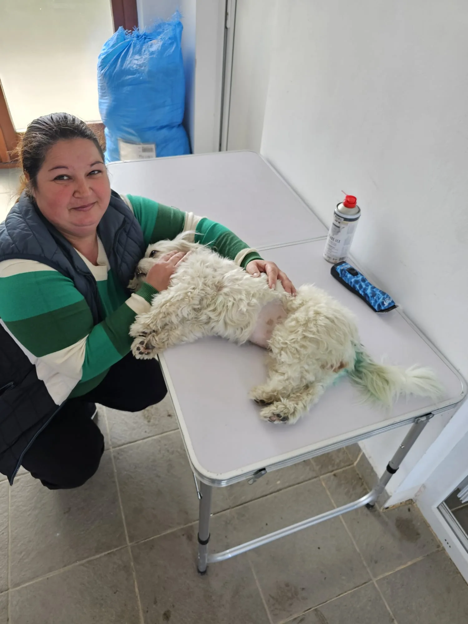 Dr. Alexandra Chețe îngrijind un cățel după intervenție, în cadrul campaniei de sterilizare din Pantelimon