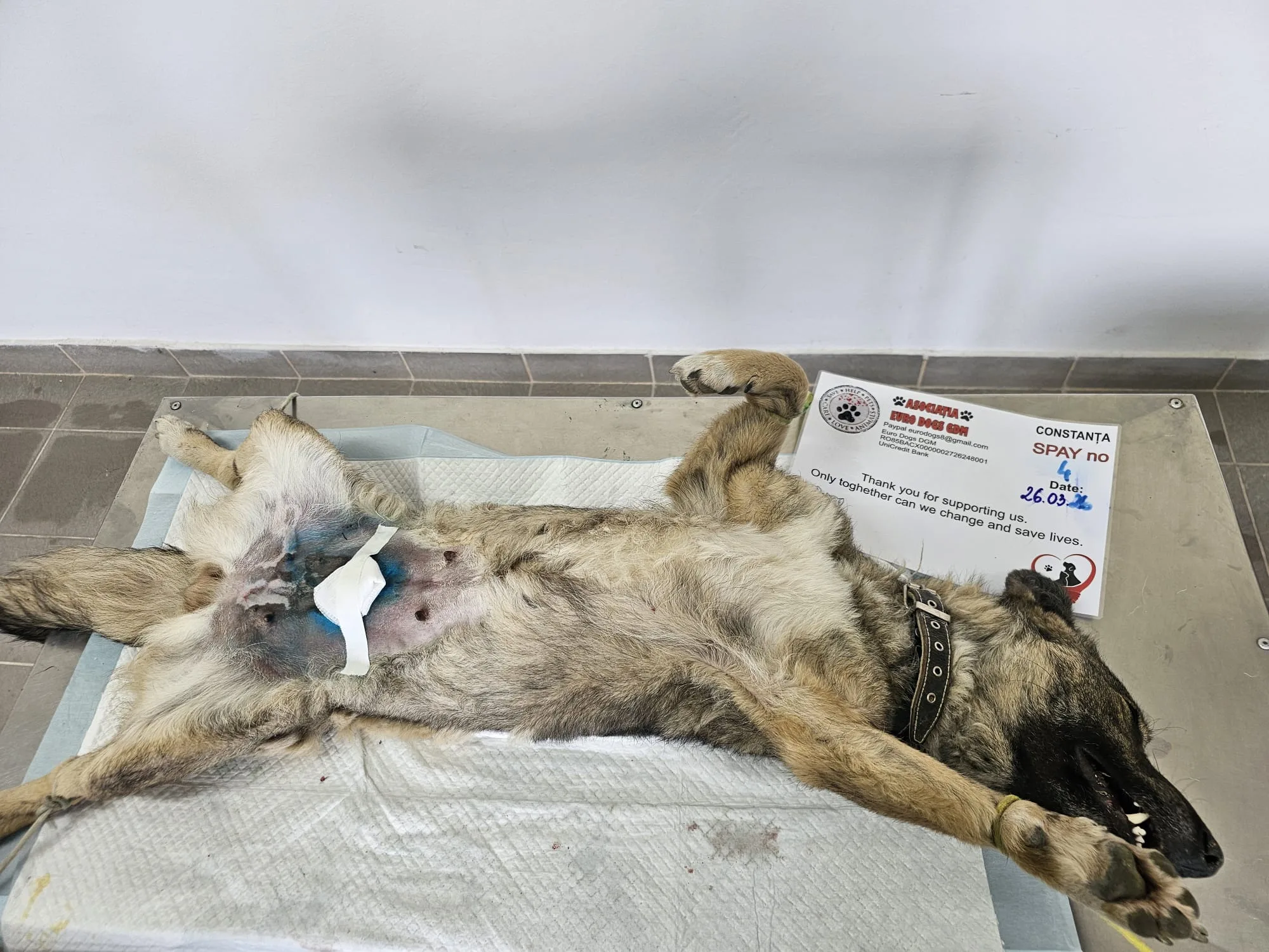 Sterilizare 4 — 26.03.2026