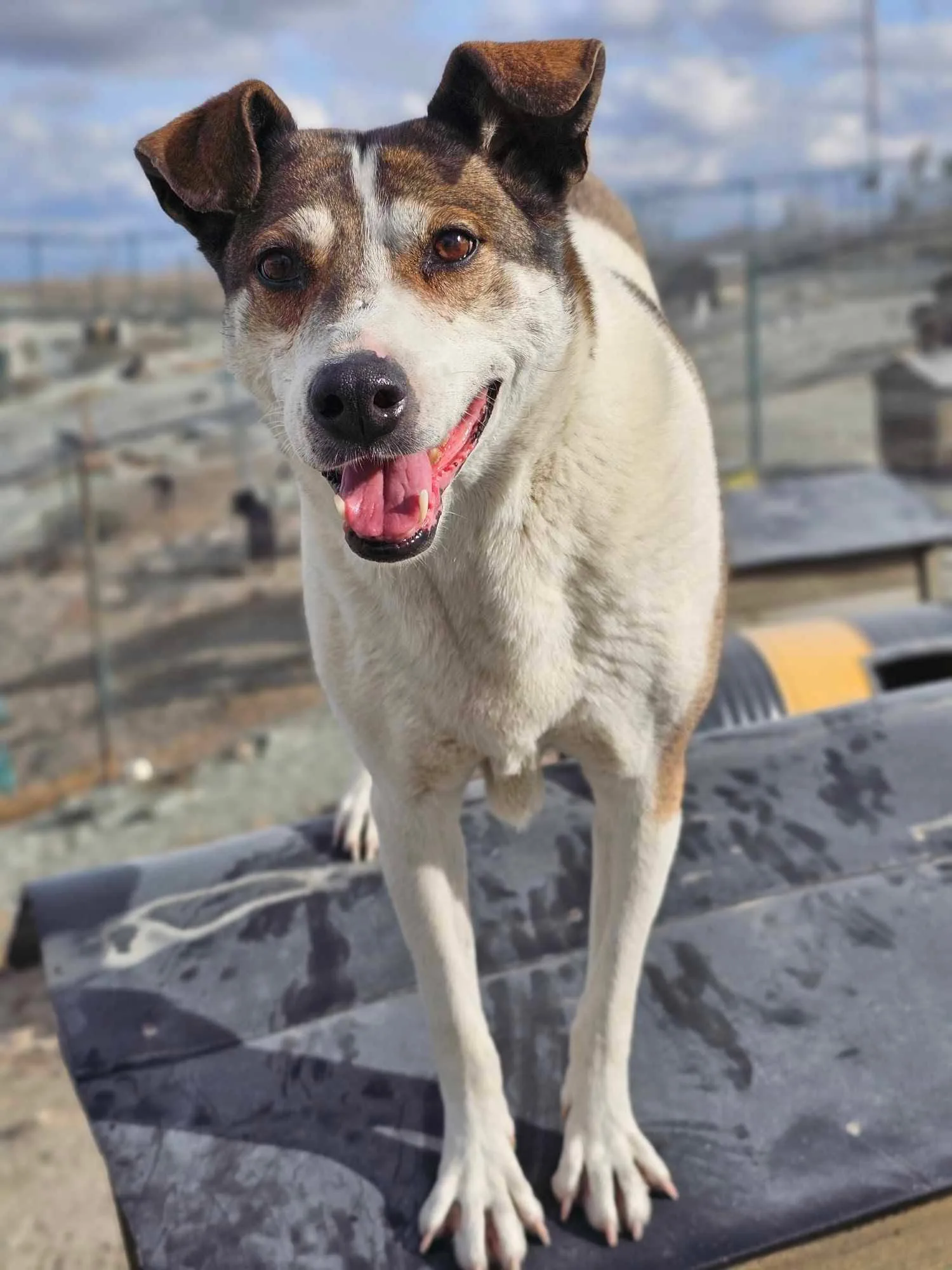 Responsible adoptions