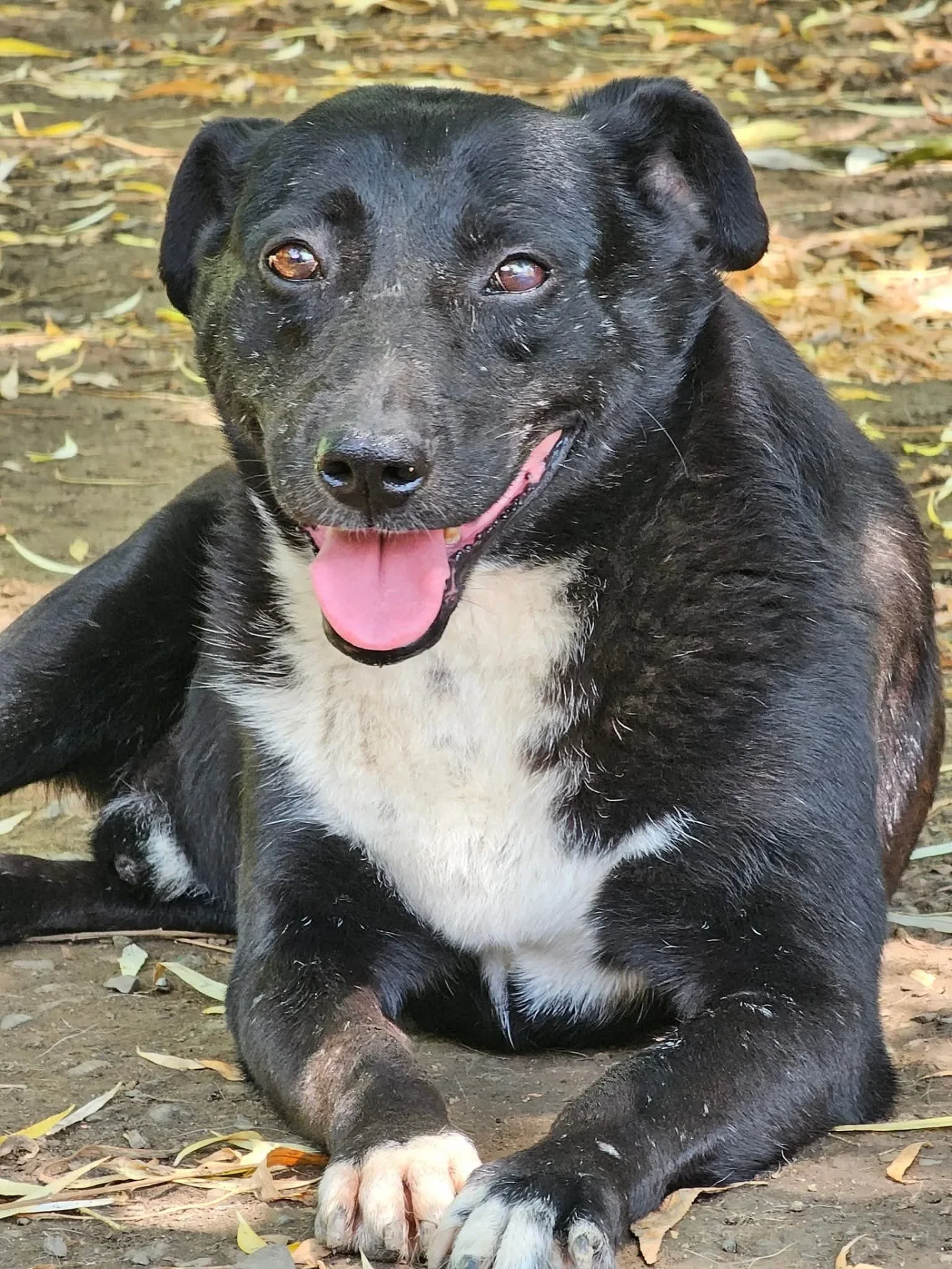 Marvin — dog for adoption