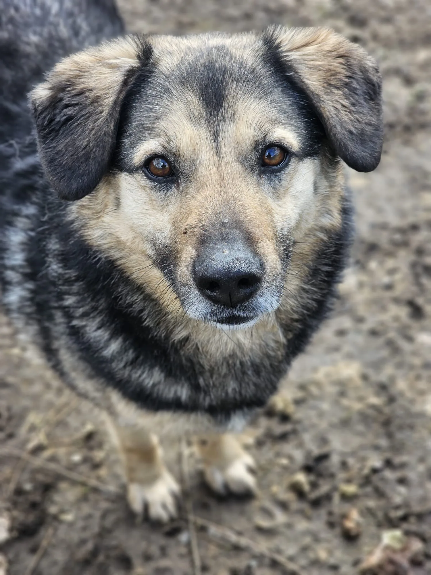 Happy dog rescued by EURO DOGS DGM